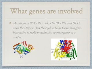 What genes are involved
Mutations in BCKDHA, BCKDHB, DBT and DLD
cause the Disease. And their job as being Genes is to give
instruction to make proteins that work together as a
complex.
 