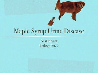 Maple Syrup Urine Disease
          Nash Bryant
         Biology Per. 7
 