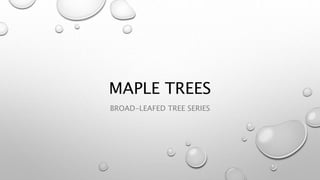 MAPLE TREES
BROAD-LEAFED TREE SERIES
 