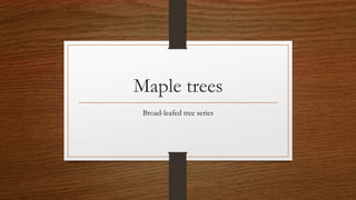 Maple trees
Broad-leafed tree series
 