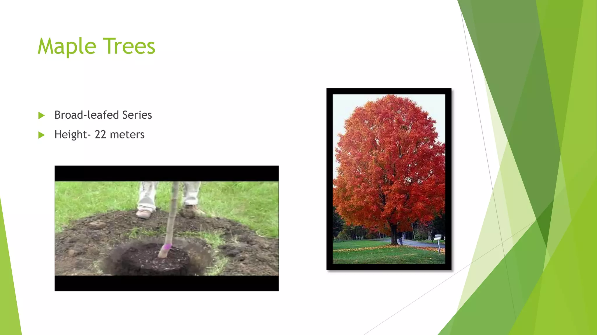 Trees | PPT