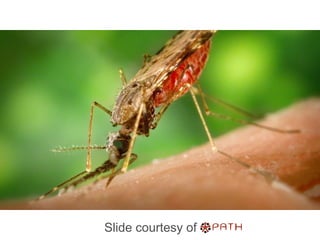 What is malaria?
Slide courtesy of
 