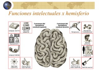 Funciones intelectuales x hemisferio
 