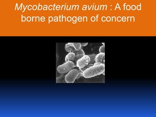 Mycobacterium avium: A food borne pathogen of concern 
