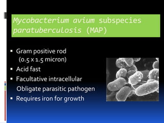Mycobacterium aviumsubspecies paratuberculosis (MAP)Gram positive rod                         (0.5 x 1.5 micron)Acid fastFacultative intracellular     Obligate parasitic pathogenRequires iron for growth