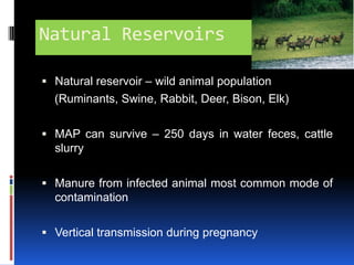 In silico analysis identified >3,000 genes with homologs     M .tuberculosis Availability of the complete genome sequence offers a foundation for the study of the genetic basis for virulence and physiology of MAP 