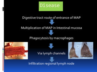 Enables the development of new generations of diagnostic tests for  Johne's disease.                                                 (Bannantineet al., 2005)                              
