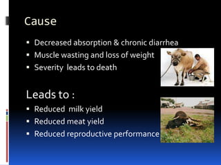 Natural ReservoirsNatural reservoir – wild animal population     (Ruminants, Swine, Rabbit, Deer, Bison, Elk)MAP can survive – 250 days in water feces, cattle slurryManure from infected animal most common mode of contaminationVertical transmission during pregnancy