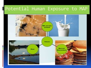 Disease Digestive tract route of entrance of MAPMultiplication of MAP in Intestinal mucosaPhagocytosis by macrophages Via lymph channelsInfiltration regional lymph node