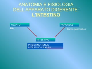 ANATOMIA E FISIOLOGIA DELL’APPARATO DIGERENTE: L’INTESTINO FEGATO PANCREAS INTESTINO INTESTINO TENUE INTESTINO CRASSO Succo pancreatico Bile 