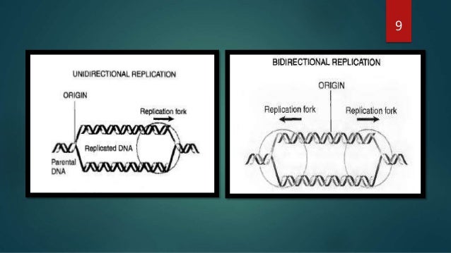 Mapping of origins of replication