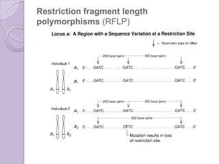 Proses Rflp Genome Mapping | PPTX
