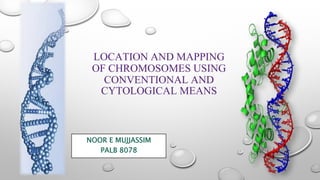 LOCATION AND MAPPING
OF CHROMOSOMES USING
CONVENTIONAL AND
CYTOLOGICAL MEANS
NOOR E MUJJASSIM
PALB 8078
 