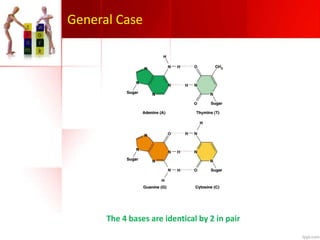The 4 bases are identical by 2 in pair
General Case
 