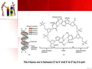 The 4 bases are in between 3’ to 5’ and 5’ to 3’ by 2 in pair
 
