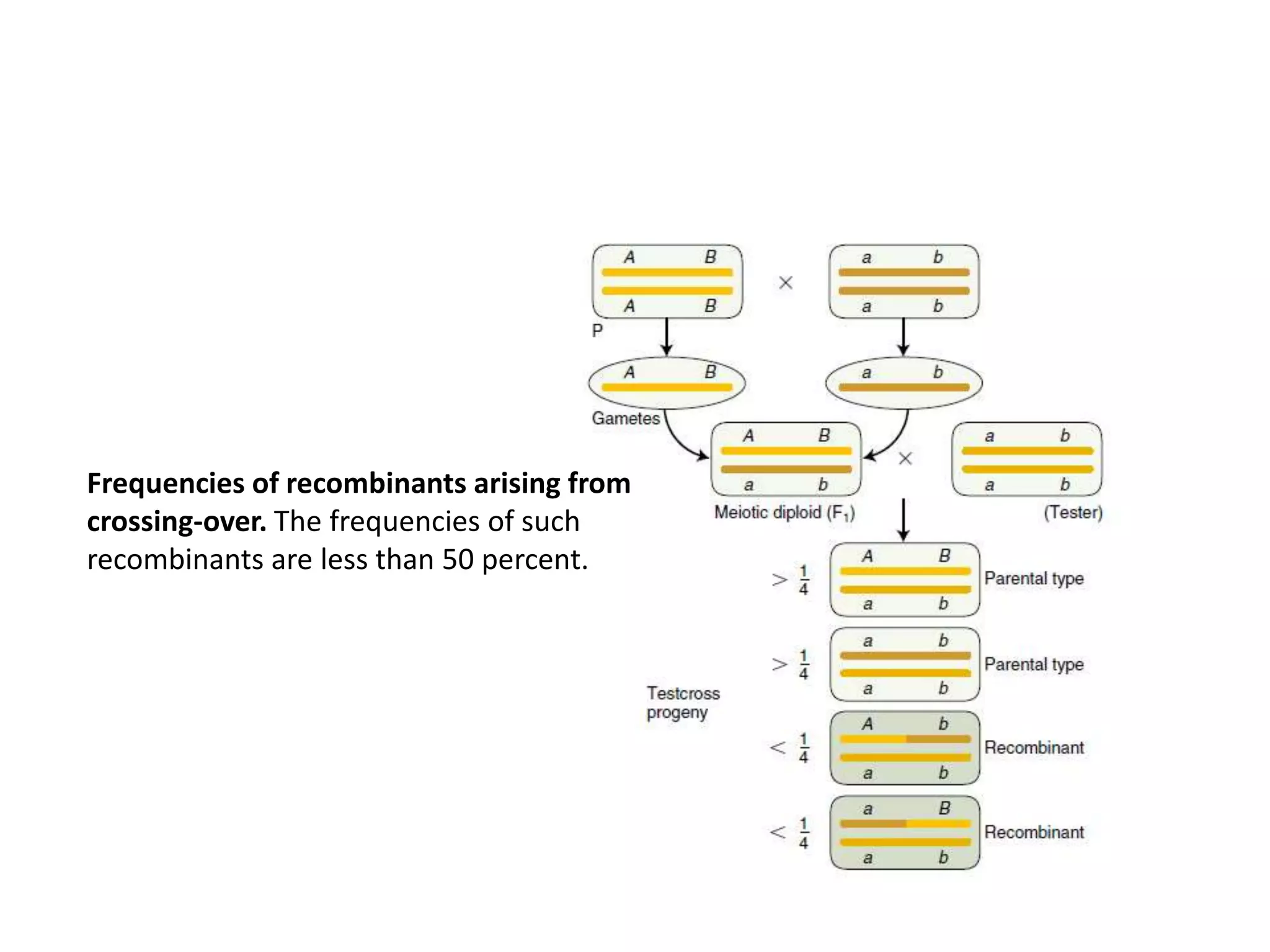 Frequencies of recombinants arising from
crossing-over. The frequencies of such
recombinants are less than 50 percent.
 