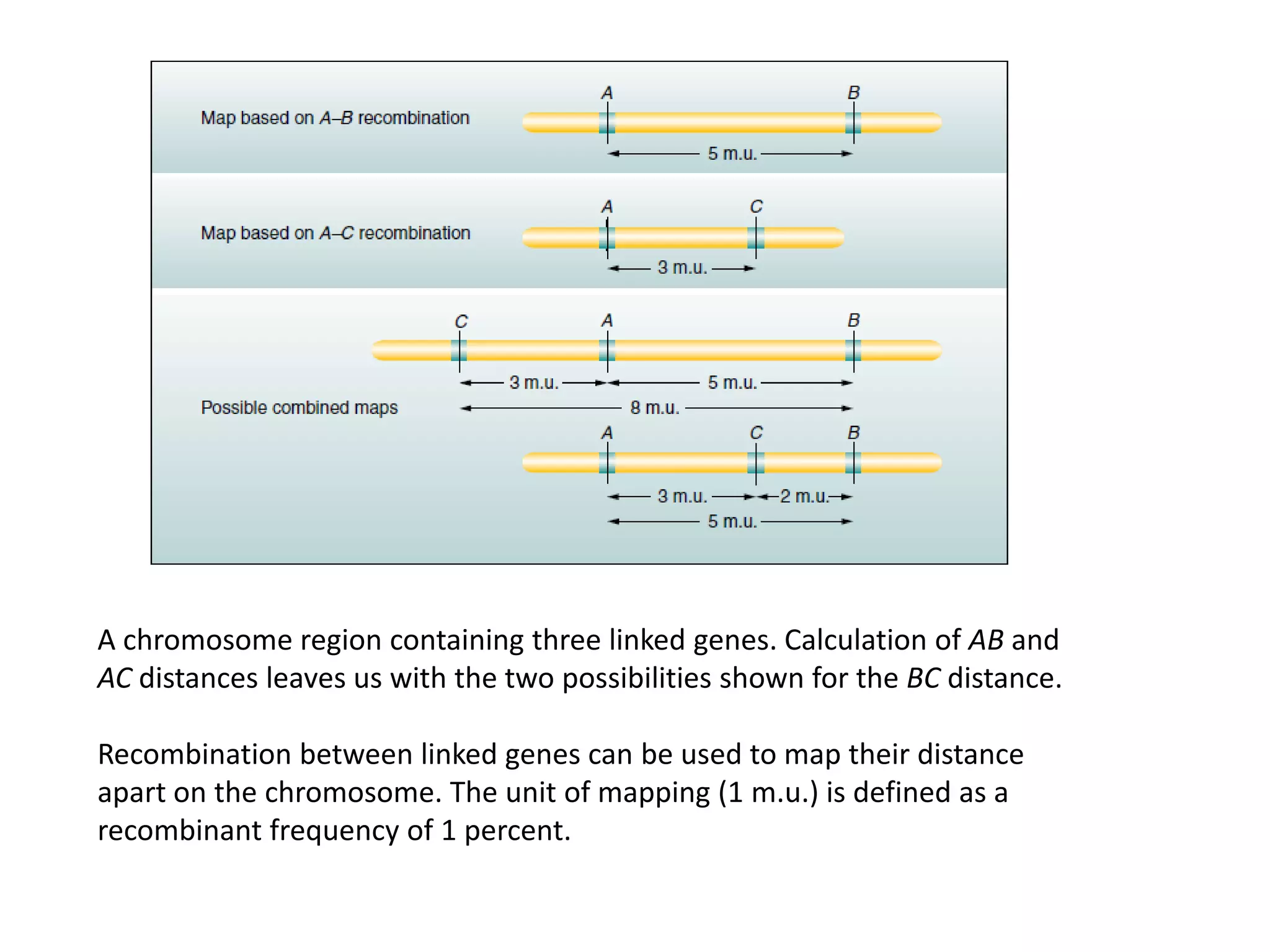 A chromosome region containing three linked genes. Calculation of AB and
AC distances leaves us with the two possibilities shown for the BC distance.
Recombination between linked genes can be used to map their distance
apart on the chromosome. The unit of mapping (1 m.u.) is defined as a
recombinant frequency of 1 percent.
 