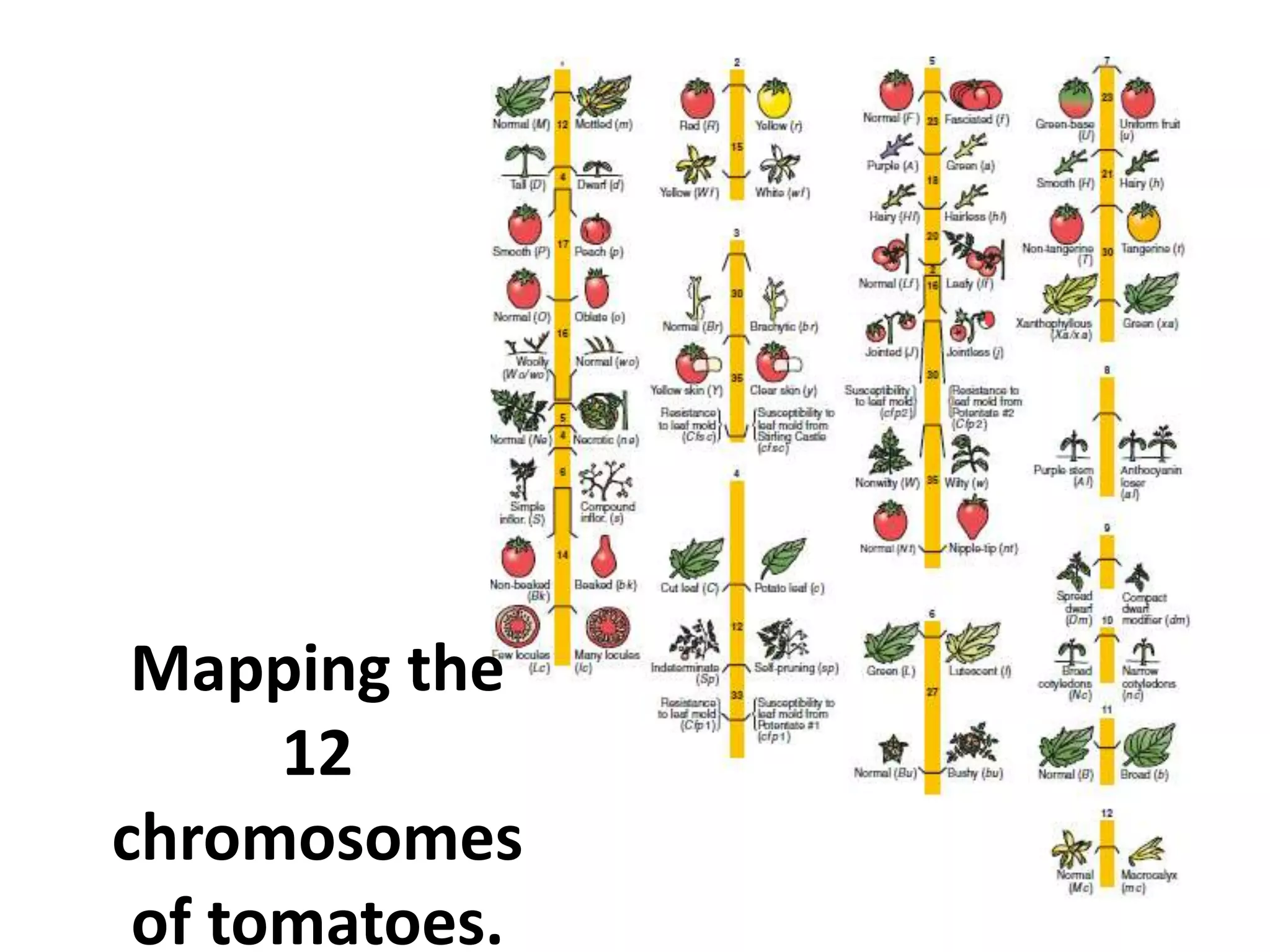 Mapping the
12
chromosomes
of tomatoes.
 