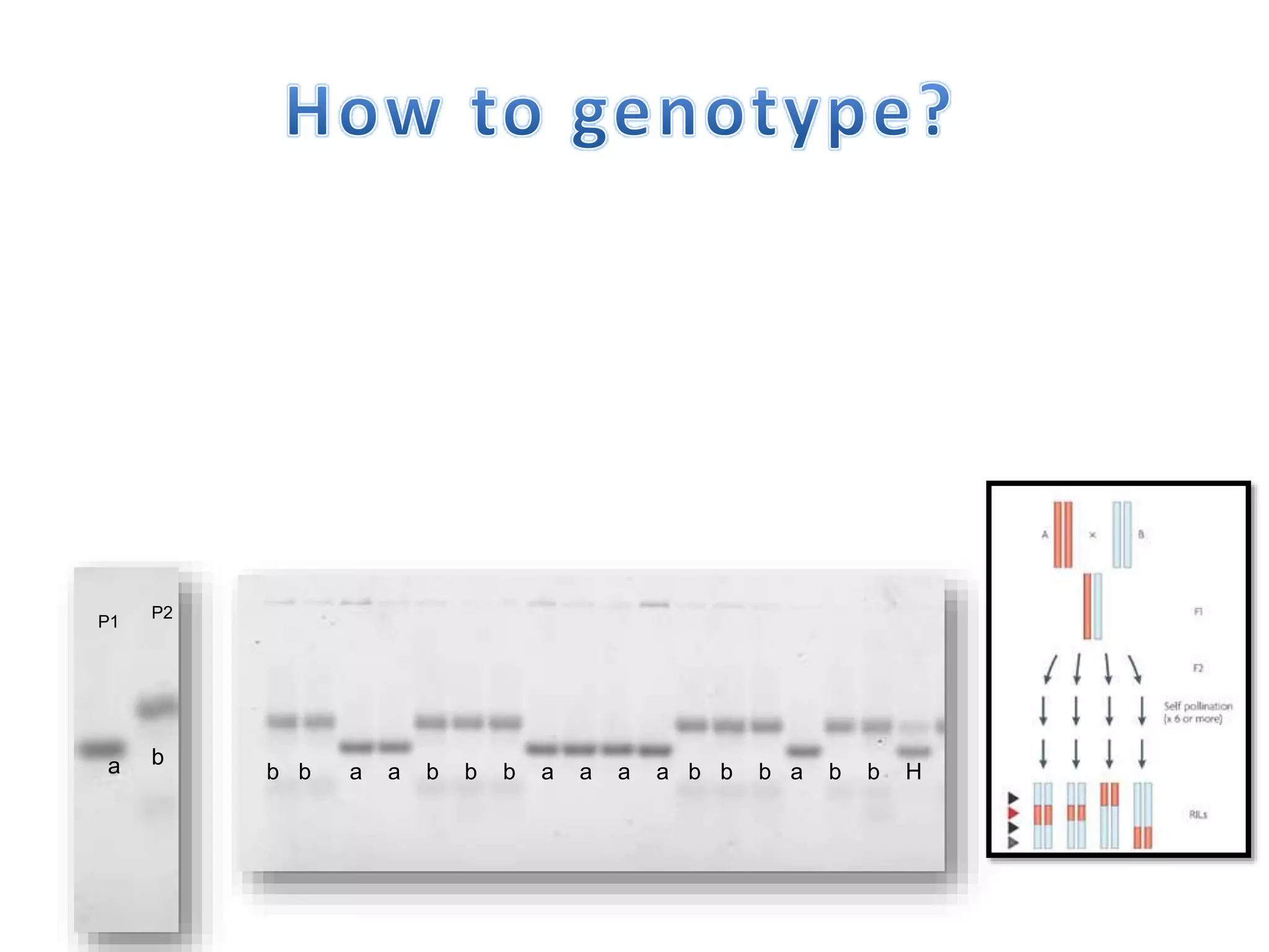 a b
b b a a b b b a a a a b b b a b b H
P1
P2
 