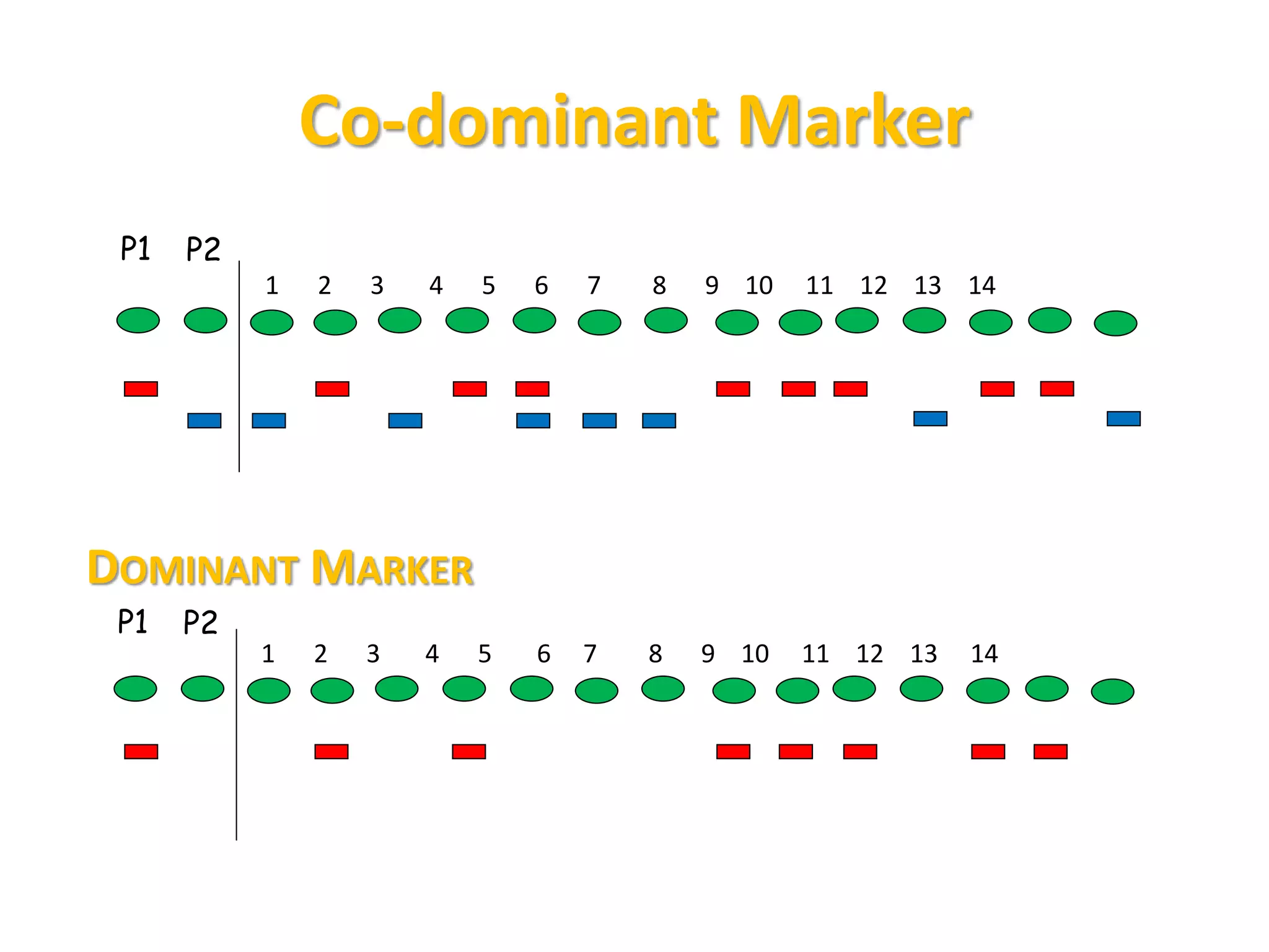 Co-dominant Marker
P1 P2
1 2 3 4 5 6 7 8 9 10 11 12 13 14
DOMINANT MARKER
P1 P2
1 2 3 4 5 6 7 8 9 10 11 12 13 14
 