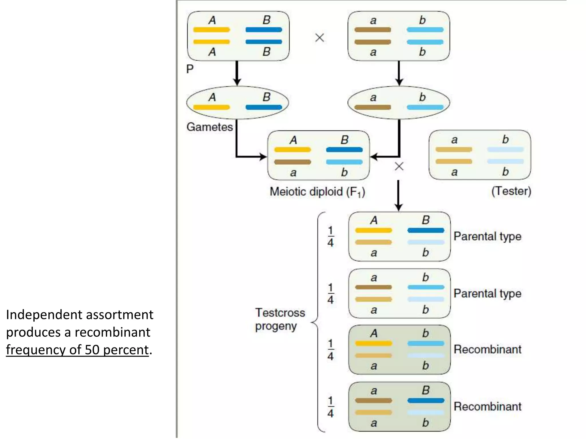 Crossover
Independent assortment
produces a recombinant
frequency of 50 percent.
 