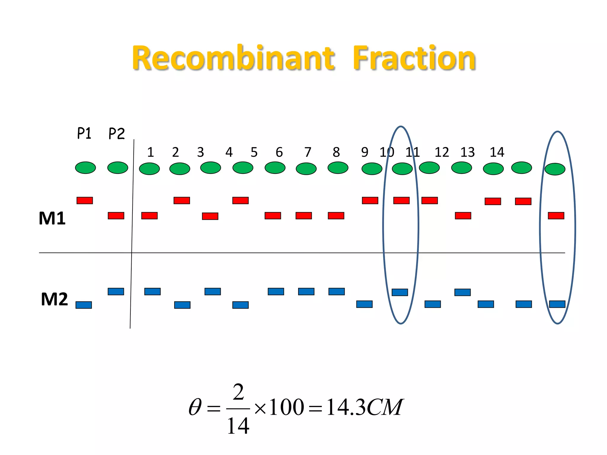 Recombinant Fraction
P1 P2
1 2 3 4 5 6 7 8 9 10 11 12 13 14
M1
M2
CM3.14100
14
2

 