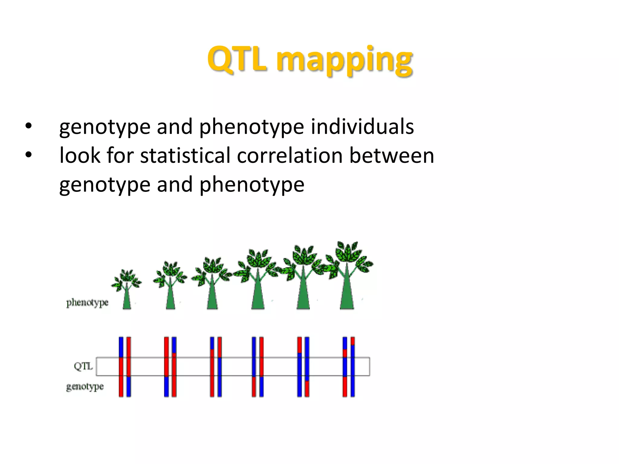 QTL mapping
• genotype and phenotype individuals
• look for statistical correlation between
genotype and phenotype
 