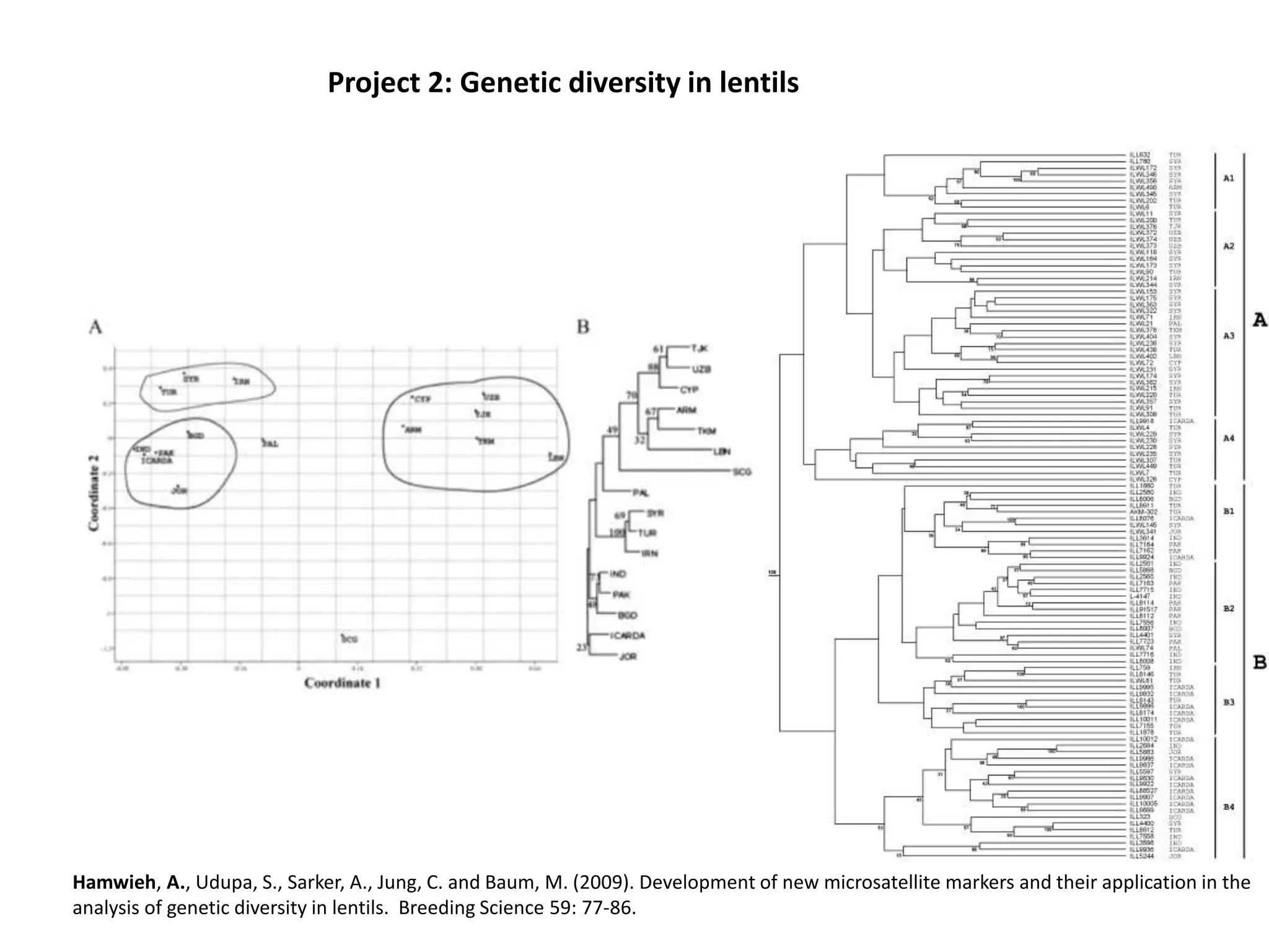 Hamwieh, A., Udupa, S., Sarker, A., Jung, C. and Baum, M. (2009). Development of new microsatellite markers and their application in the
analysis of genetic diversity in lentils. Breeding Science 59: 77-86.
Project 2: Genetic diversity in lentils
 
