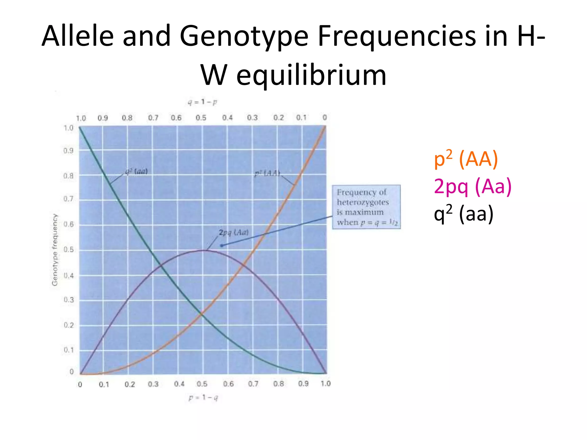Allele and Genotype Frequencies in H-
W equilibrium
p2 (AA)
2pq (Aa)
q2 (aa)
 