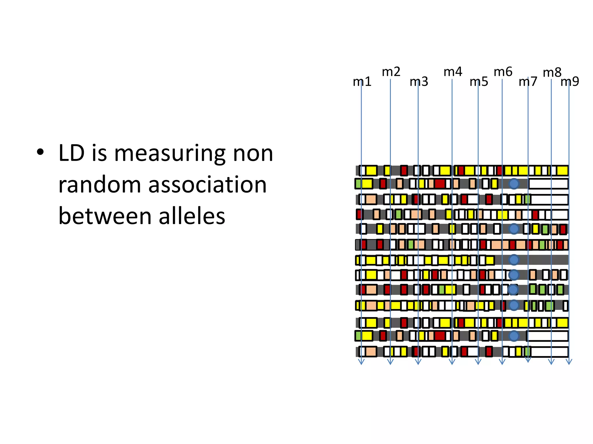 • LD is measuring non
random association
between alleles
m2
m3
m4
m5
m6
m7
m8
m9m1
 