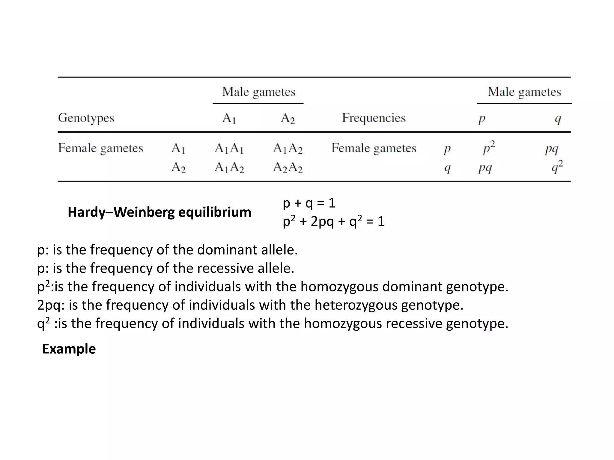 Hardy–Weinberg equilibrium
p + q = 1
p2 + 2pq + q2 = 1
Example
p: is the frequency of the dominant allele.
p: is the frequency of the recessive allele.
p2:is the frequency of individuals with the homozygous dominant genotype.
2pq: is the frequency of individuals with the heterozygous genotype.
q2 :is the frequency of individuals with the homozygous recessive genotype.
 