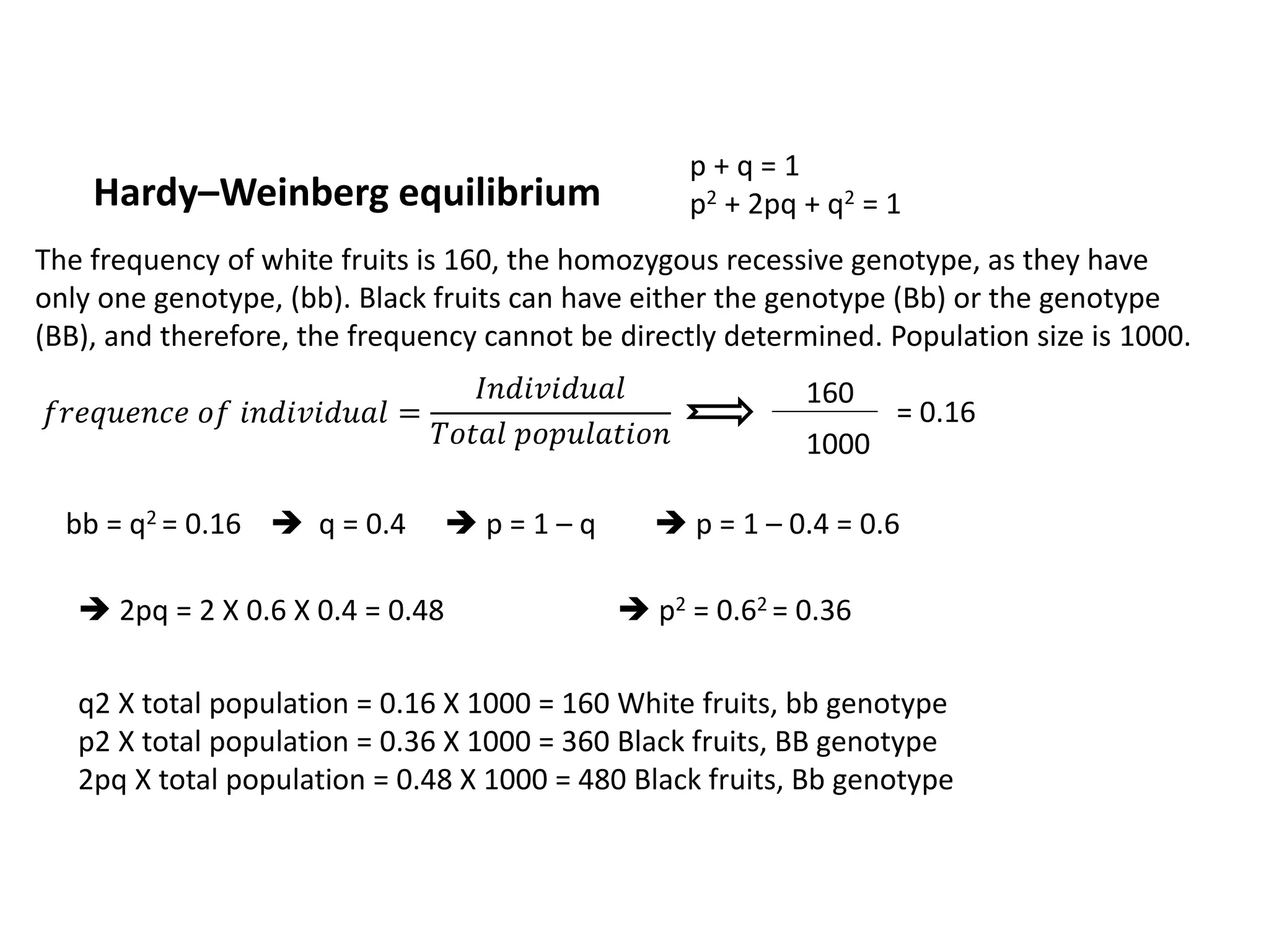 Hardy–Weinberg equilibrium
p + q = 1
p2 + 2pq + q2 = 1
The frequency of white fruits is 160, the homozygous recessive genotype, as they have
only one genotype, (bb). Black fruits can have either the genotype (Bb) or the genotype
(BB), and therefore, the frequency cannot be directly determined. Population size is 1000.
𝑓𝑟𝑒𝑞𝑢𝑒𝑛𝑐𝑒 𝑜𝑓 𝑖𝑛𝑑𝑖𝑣𝑖𝑑𝑢𝑎𝑙 =
𝐼𝑛𝑑𝑖𝑣𝑖𝑑𝑢𝑎𝑙
𝑇𝑜𝑡𝑎𝑙 𝑝𝑜𝑝𝑢𝑙𝑎𝑡𝑖𝑜𝑛
160
1000
= 0.16
bb = q2 = 0.16  q = 0.4  p = 1 – q  p = 1 – 0.4 = 0.6
 2pq = 2 X 0.6 X 0.4 = 0.48  p2 = 0.62 = 0.36
q2 X total population = 0.16 X 1000 = 160 White fruits, bb genotype
p2 X total population = 0.36 X 1000 = 360 Black fruits, BB genotype
2pq X total population = 0.48 X 1000 = 480 Black fruits, Bb genotype
 