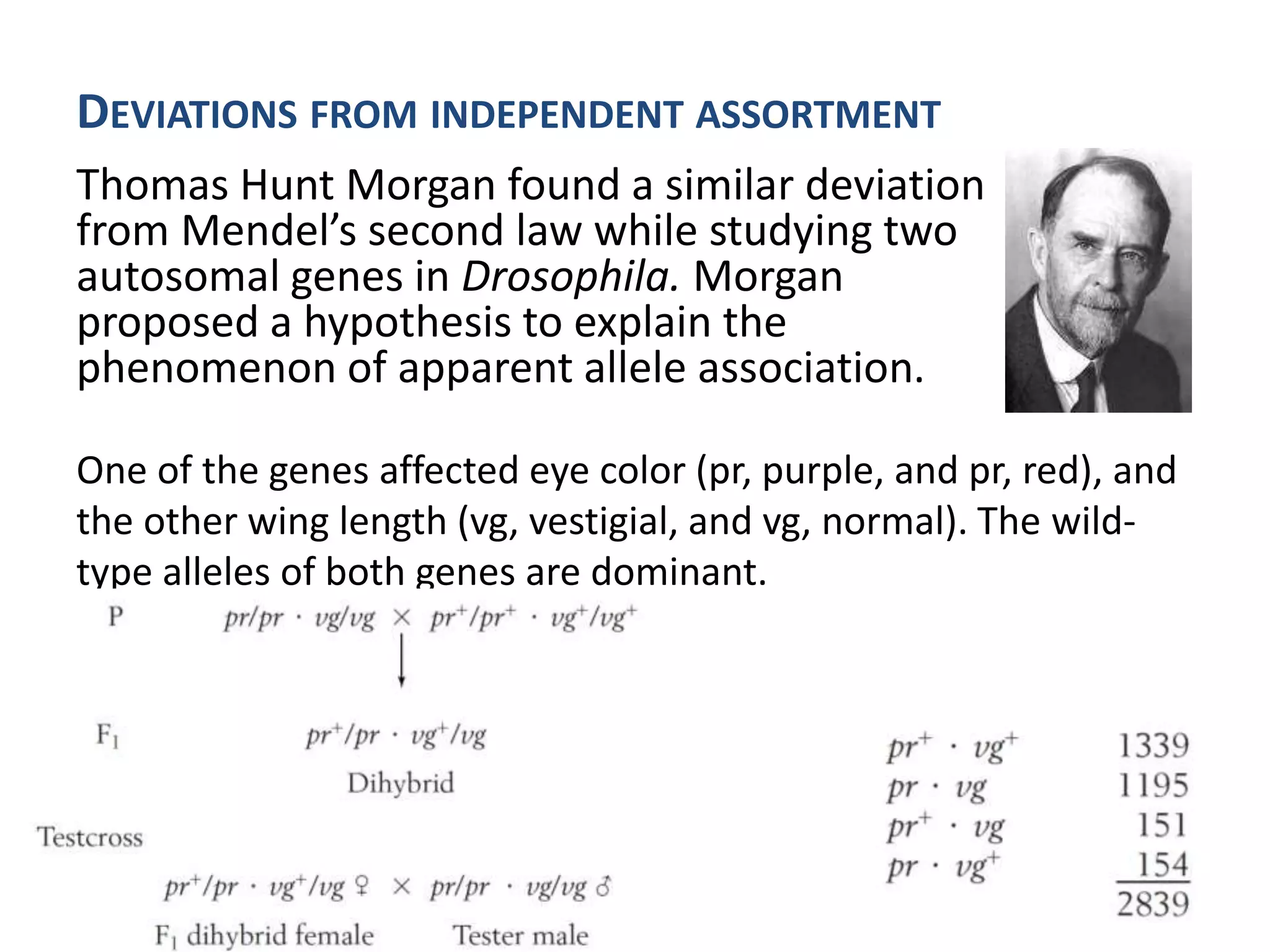 Thomas Hunt Morgan found a similar deviation
from Mendel’s second law while studying two
autosomal genes in Drosophila. Morgan
proposed a hypothesis to explain the
phenomenon of apparent allele association.
One of the genes affected eye color (pr, purple, and pr, red), and
the other wing length (vg, vestigial, and vg, normal). The wild-
type alleles of both genes are dominant.
DEVIATIONS FROM INDEPENDENT ASSORTMENT
 