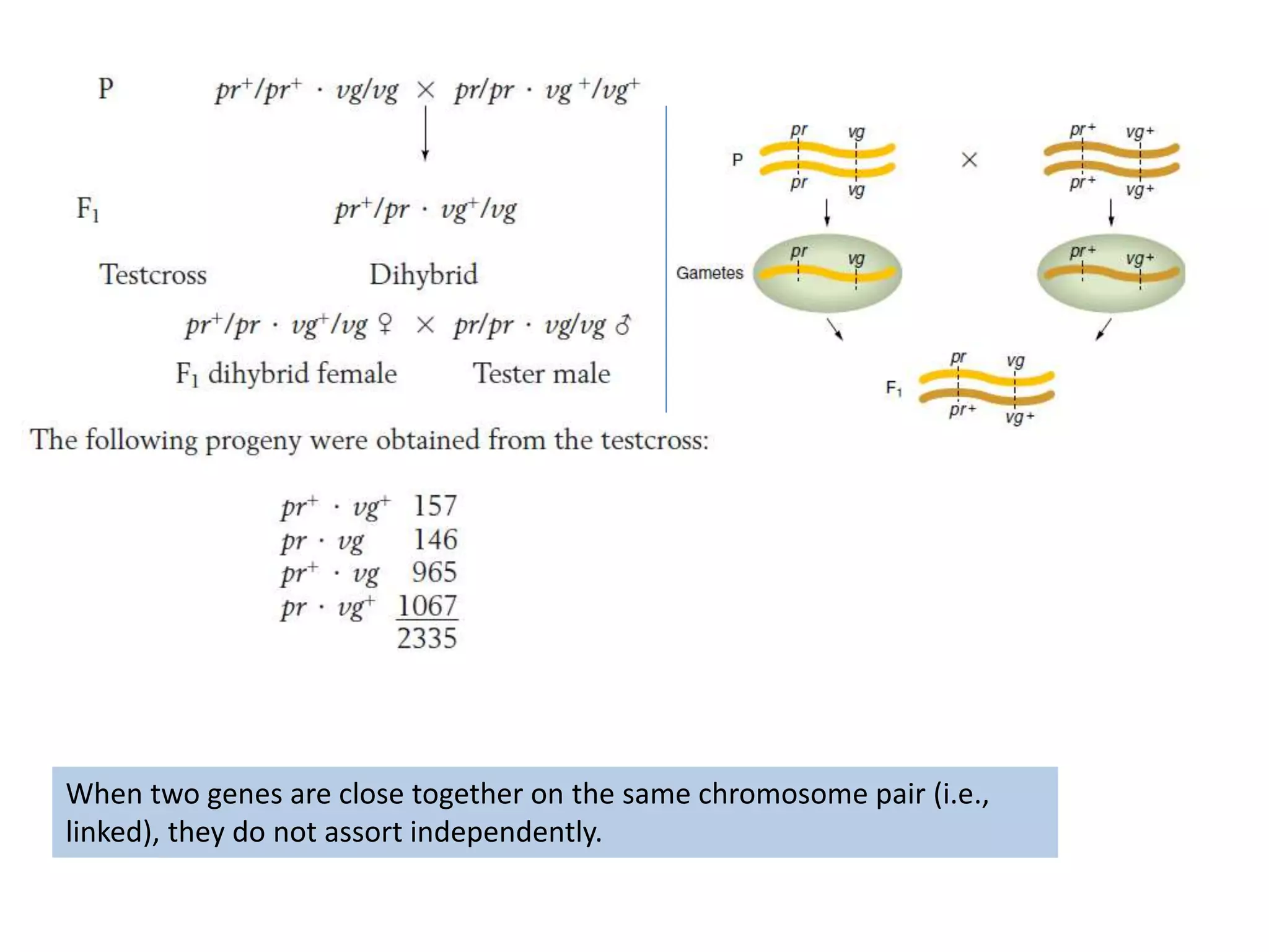 When two genes are close together on the same chromosome pair (i.e.,
linked), they do not assort independently.
 