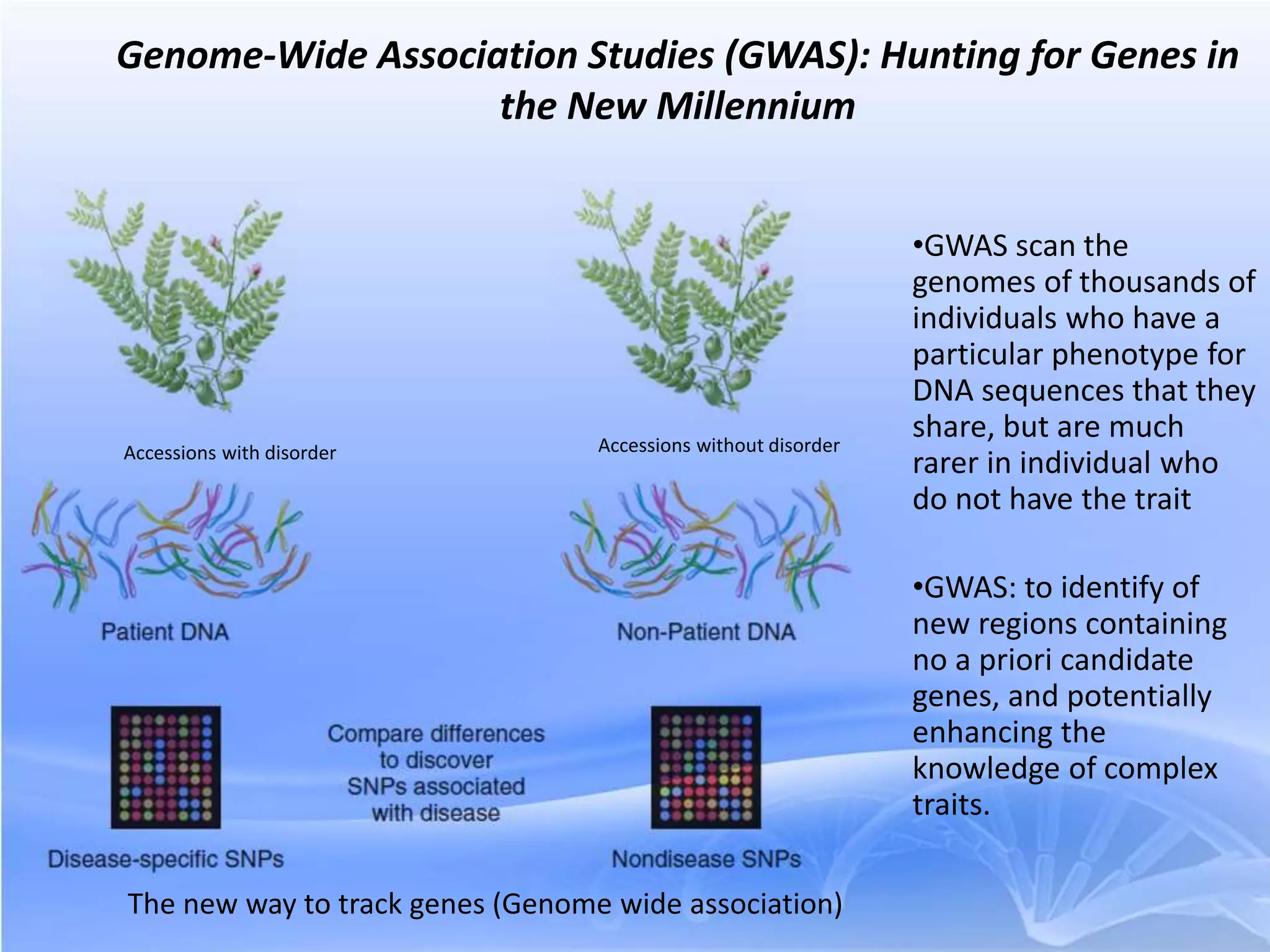 Genome-Wide Association Studies (GWAS): Hunting for Genes in
the New Millennium
•GWAS scan the
genomes of thousands of
individuals who have a
particular phenotype for
DNA sequences that they
share, but are much
rarer in individual who
do not have the trait
•GWAS: to identify of
new regions containing
no a priori candidate
genes, and potentially
enhancing the
knowledge of complex
traits.
Accessions with disorder Accessions without disorder
The new way to track genes (Genome wide association)
 