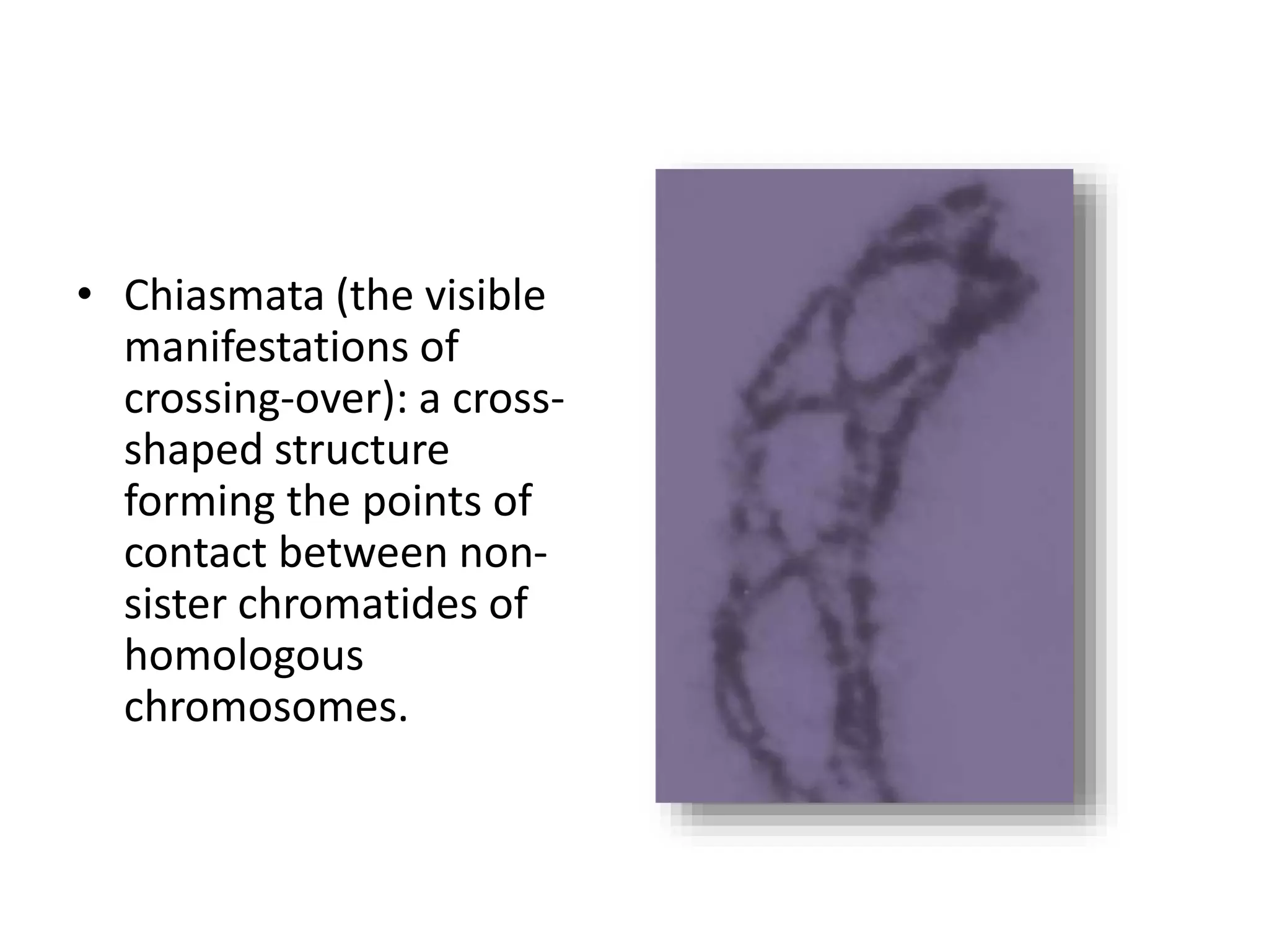• Chiasmata (the visible
manifestations of
crossing-over): a cross-
shaped structure
forming the points of
contact between non-
sister chromatides of
homologous
chromosomes.
 