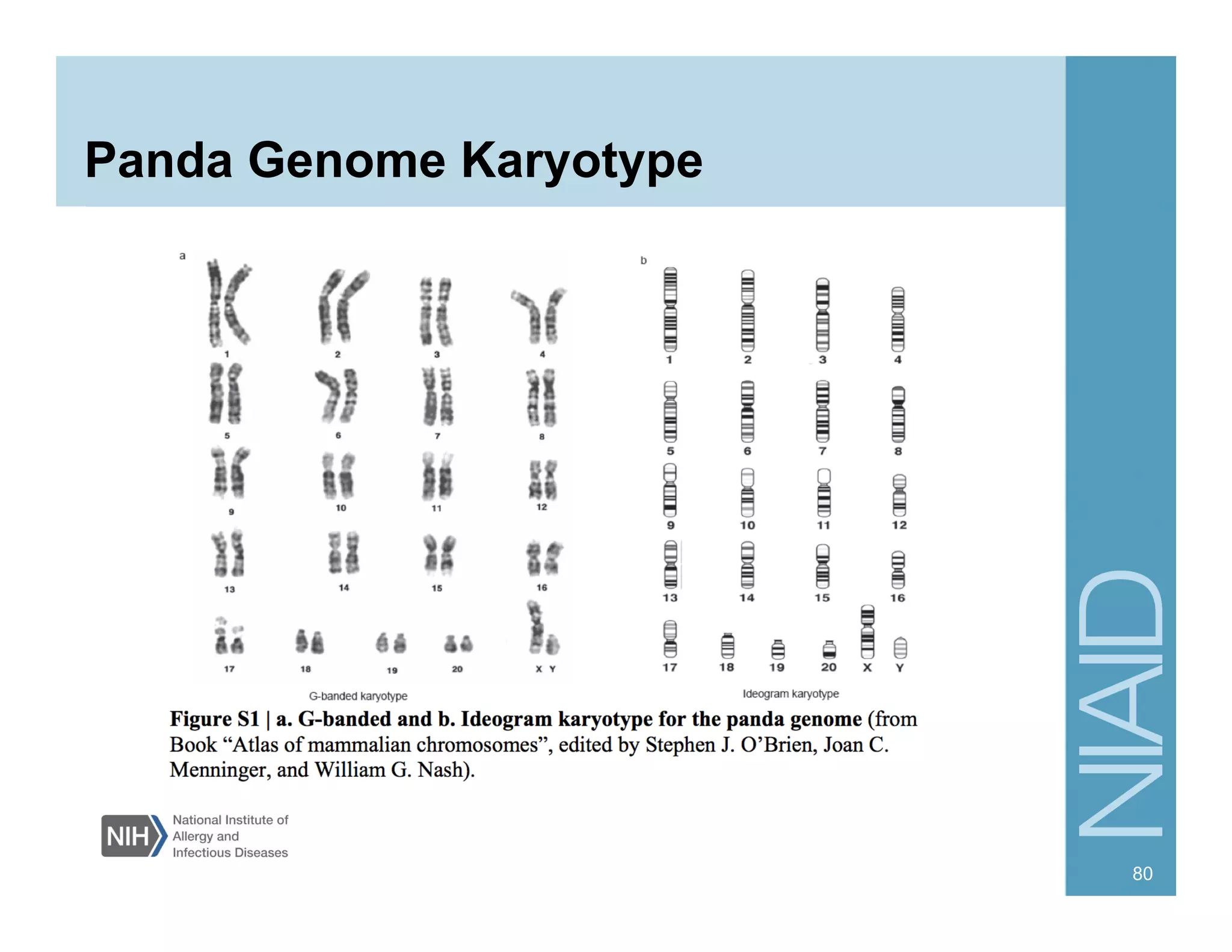 Panda Genome Karyotype
80
 