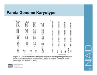 Panda Genome Karyotype
80
 