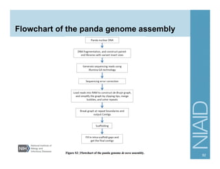 Flowchart of the panda genome assembly
82
 