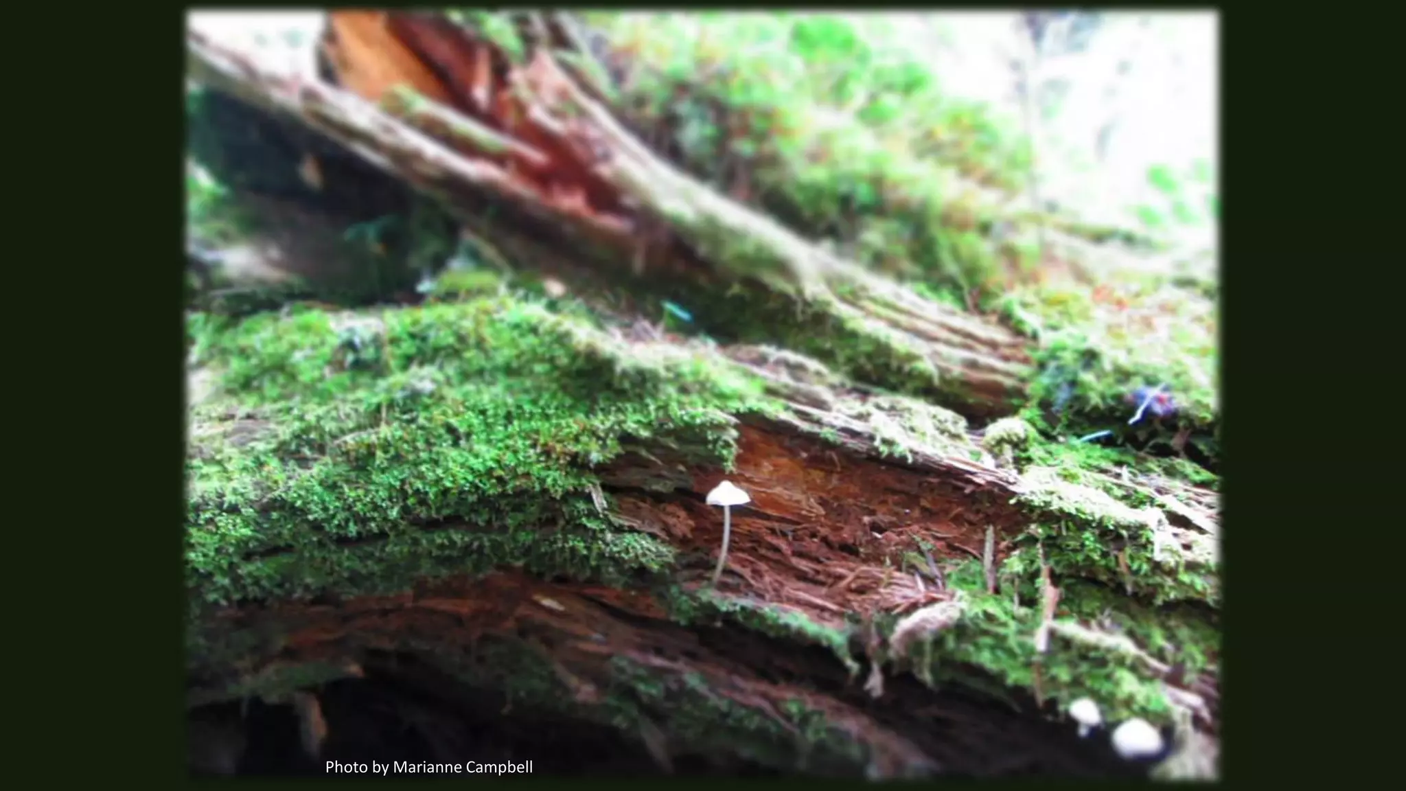 Photo by Marianne Campbell
 