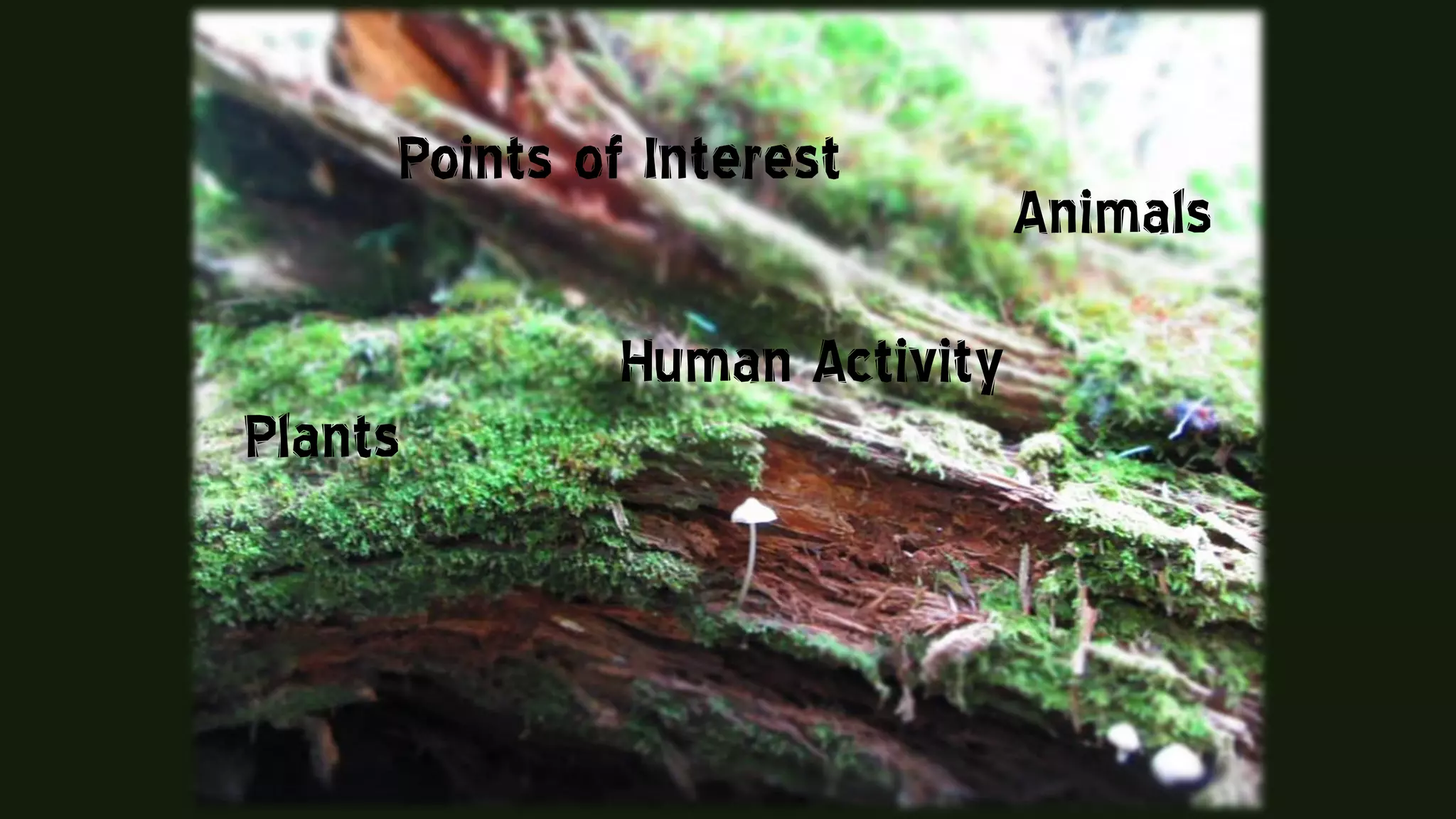 Plants
Animals
Points of Interest
Human Activity
 