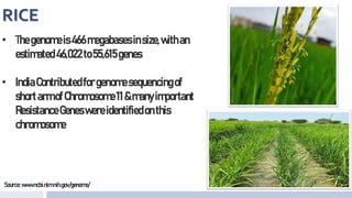 MOLECULAR MAPPING Of AROMATIC GENES IN RICE | PPTX