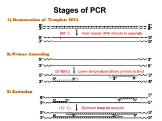 Stages of PCRStages of PCR
3’
5’
5’
3’
3’ 5’3’5’
2) Primer2) Primer AnnealingAnnealing
3’
5’
5’
3’
Lower temperature allows primers to bind(37-65o
C)
3’
5’
3’
5’
1) Denaturation of Template DNA1) Denaturation of Template DNA
5’
3’
5’
3’
Heat causes DNA strands to separate(94° C
)
3) Extension3) Extension
Optimum temp for enzyme
3’
5’
3’ 5’3’5’
3’
5’
3’ 5’3’5’
5’
3’
5’
3’
(72° C)
 