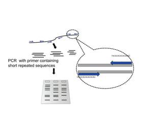 PCR with primer containing
short repeated sequences
TACACACACACACAC
TACACACACACACAC
 