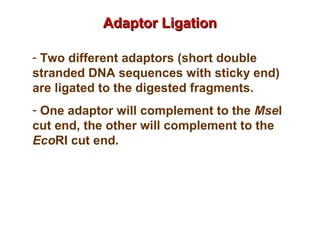 - Two different adaptors (short double
stranded DNA sequences with sticky end)
are ligated to the digested fragments.
- One adaptor will complement to the Msel
cut end, the other will complement to the
EcoRI cut end.
Adaptor LigationAdaptor Ligation
 