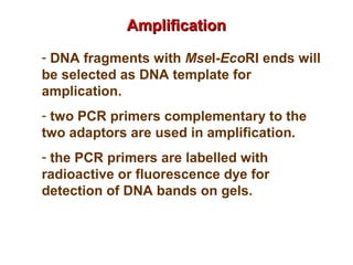 - DNA fragments with MseI-EcoRI ends will
be selected as DNA template for
amplication.
- two PCR primers complementary to the
two adaptors are used in amplification.
- the PCR primers are labelled with
radioactive or fluorescence dye for
detection of DNA bands on gels.
AmplificationAmplification
 