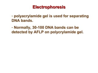 - polyacrylamide gel is used for separating
DNA bands.
- Normally, 30-100 DNA bands can be
detected by AFLP on polycrylamide gel.
ElectrophoresisElectrophoresis
 