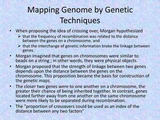 Mapping Genome by Genetic
Techniques
• When proposing the idea of crossing over, Morgan hypothesized
 that the frequency of recombination was related to the distance
between the genes on a chromosome, and
 that the interchange of genetic information broke the linkage between
genes.
• Morgan imagined that genes on chromosomes were similar to
beads on a string ; in other words, they were physical objects.
• Morgan proposed that the strength of linkage between two genes
depends upon the distance between the genes on the
chromosome. This proposition became the basis for construction of
the genetic maps.
• The closer two genes were to one another on a chromosome, the
greater their chance of being inherited together. In contrast, genes
located farther away from one another on the same chromosome
were more likely to be separated during recombination.
• The "proportion of crossovers could be used as an index of the
distance between any two factors"
 