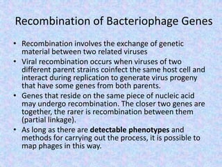 Recombination of Bacteriophage Genes
• Recombination involves the exchange of genetic
material between two related viruses
• Viral recombination occurs when viruses of two
different parent strains coinfect the same host cell and
interact during replication to generate virus progeny
that have some genes from both parents.
• Genes that reside on the same piece of nucleic acid
may undergo recombination. The closer two genes are
together, the rarer is recombination between them
(partial linkage).
• As long as there are detectable phenotypes and
methods for carrying out the process, it is possible to
map phages in this way.
 