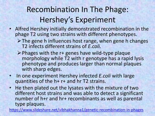 Recombination In The Phage:
Hershey’s Experiment
• Alfred Hershey initially demonstrated recombination in the
phage T2 using two strains with different phenotypes.
The gene h influences host range, when gene h changes
T2 infects different strains of E.coli.
Phages with the r+ genes have wild-type plaque
morphology while T2 with r genotype has a rapid lysis
phenotype and produces larger than normal plaques
with sharp edges.
• In one experiment Hershey infected E.coli with large
quantities of the h+ r+ and hr T2 strains.
• He then plated out the lysates with the mixture of two
different host strains and was able to detect a significant
number of h+r and hr+ recombinants as well as parental
type plaques.
https://www.slideshare.net/vibhakhanna1/genetic-recombination-in-phages
 